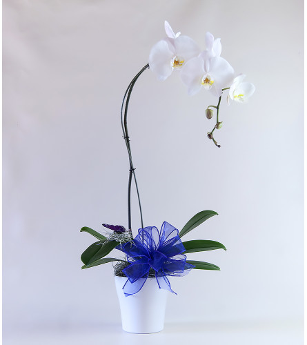 Elegant Orchid Plant