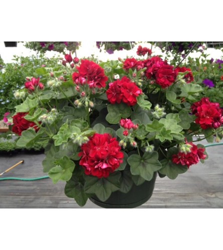 Patio Baskets