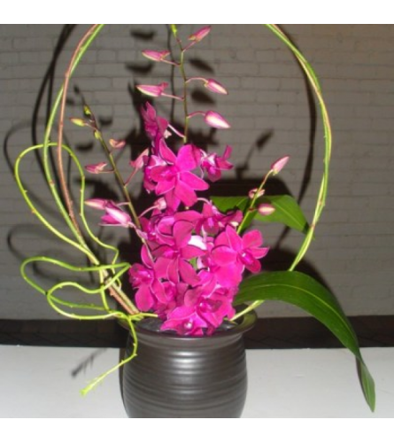 Orchid Stems