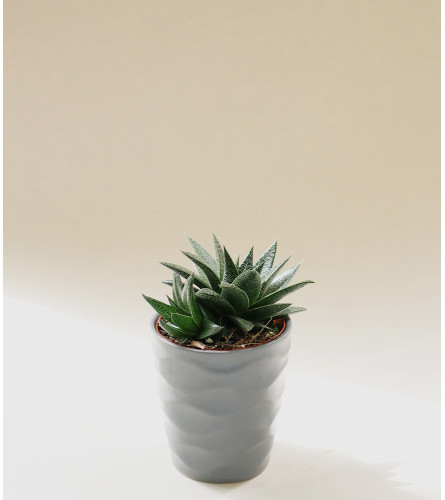 Petite Succulent Plant