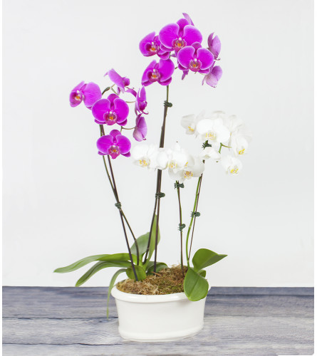 Triple Orchid Planter 