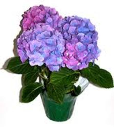 Potted Hydrangea Plant