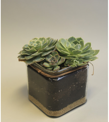 Perfect Succulent