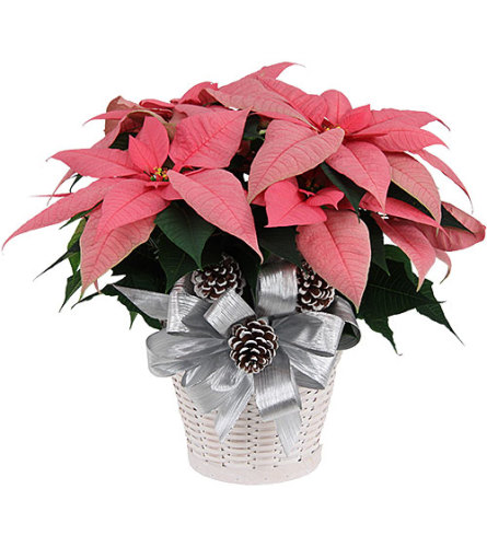 Large Pink Poinsettia