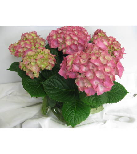 hydrangea plant 1