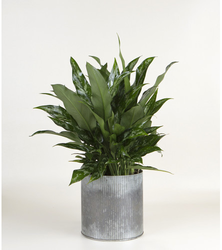 Decorative House Plant