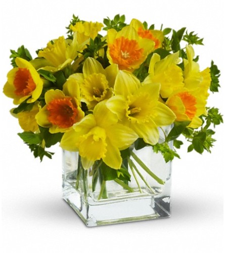 Teleflora's Daffodil Dreams