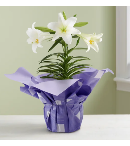 Easter Sentiment™ Lily Plant - Standard. An arrangement by Flowers of Jacksonville.