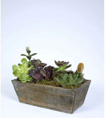 Succulent Window Box