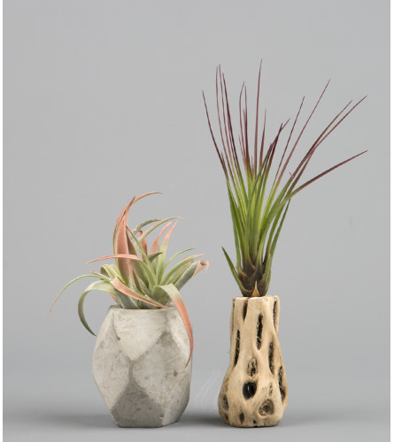 Charming Air Plants