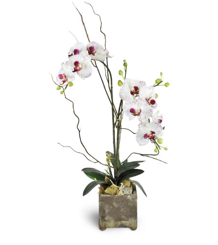 Opulent Double Orchid