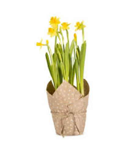 Potted Daffodil. An arrangement by Merritt Florist.