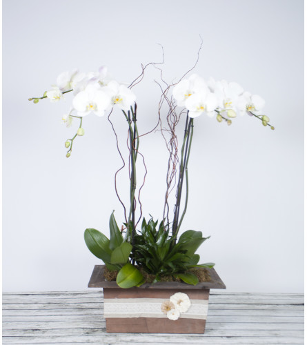 Decorative Premium Orchid Planter 