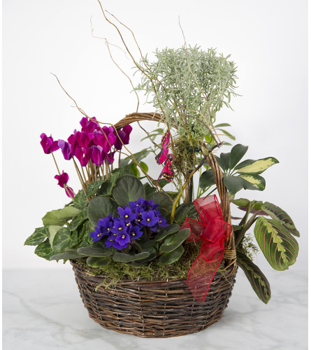 Assorted Plant Basket 