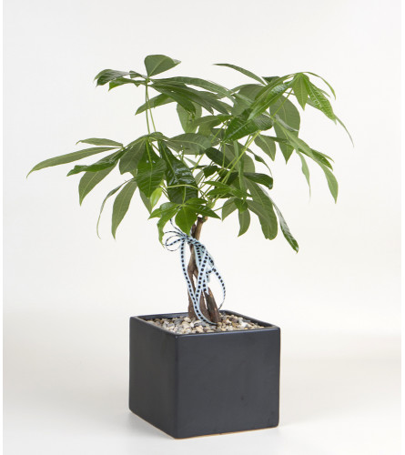 Decorative Money Tree