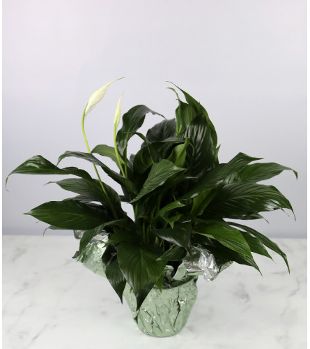 Small Decorative Peace Lily