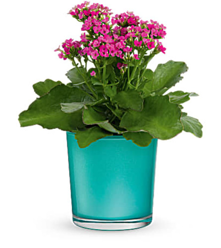 Teleflora's Shimmering Aqua Plant