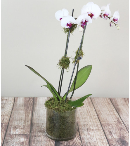 Classic Orchid Plant