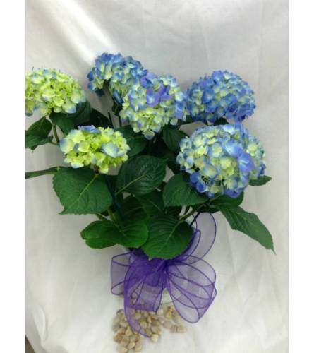 Blue Hydrangea Plant