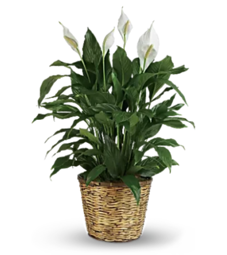 PEACE LILY BF236