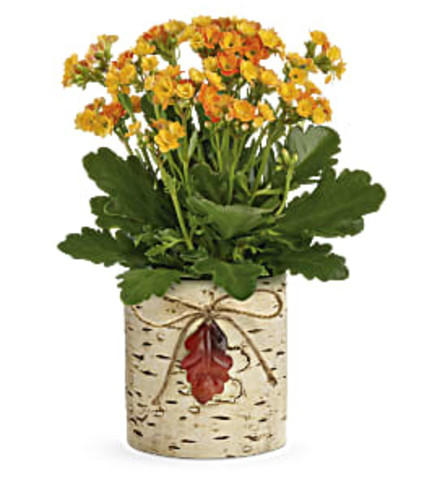 Teleflora's Living Autumn Kalanchoe Plant