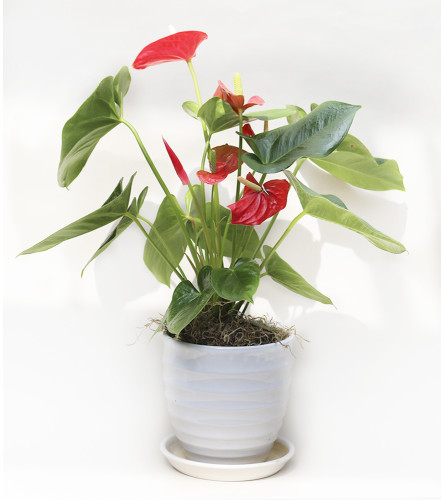 Anthurium Planter