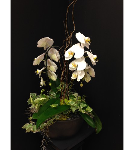 Exquisite Orchid Garden