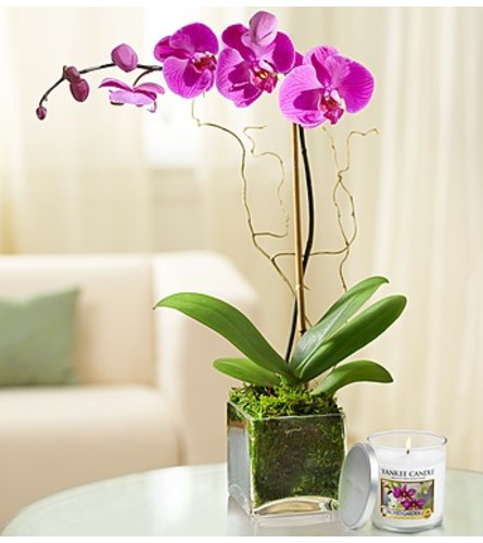 Elegant Orchid