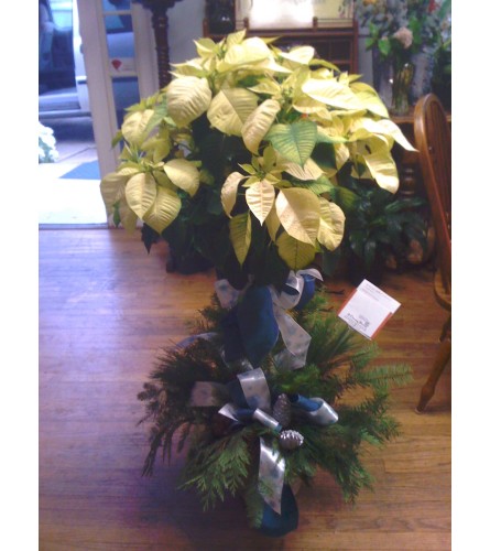 White Poinsettia Tree