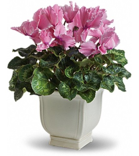 SPLASH OF CYCLAMEN 