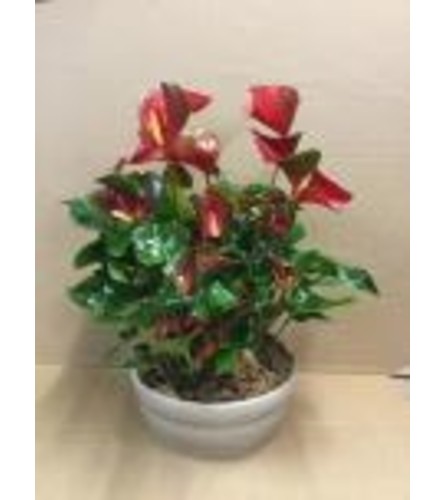 Christmas Anthurium Planter