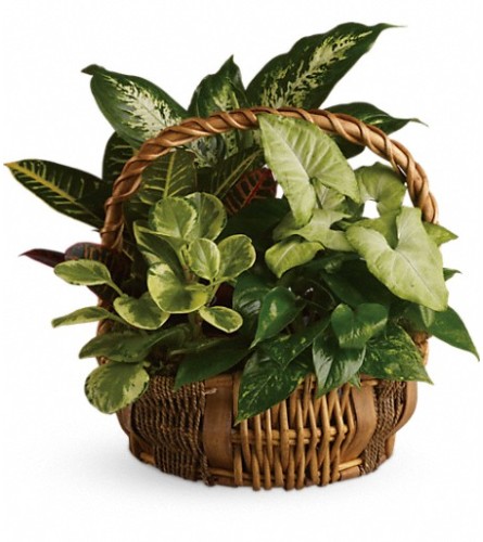 Emerald Garden Basket