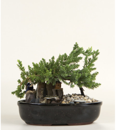 Decorative Bonsai Plant