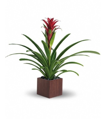 BROMELIAD GUZMANIA