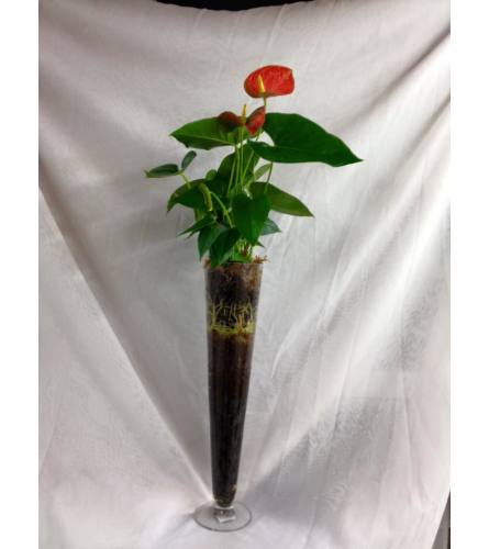 Anthurium in Glass