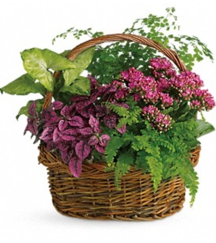 Mixed Dish Garden Basket