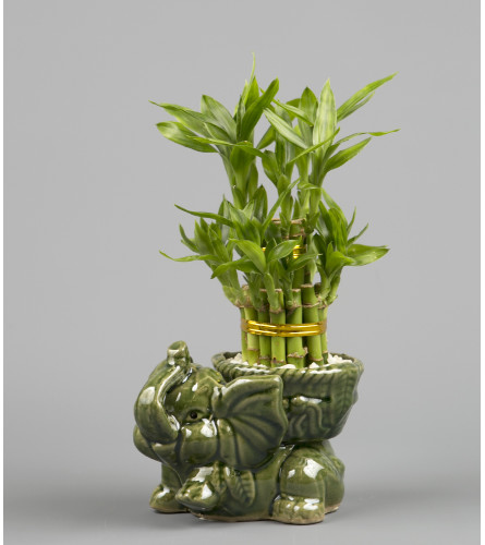 Decorative Elephant Bamboo