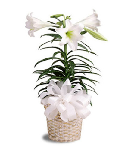 Easter Lily