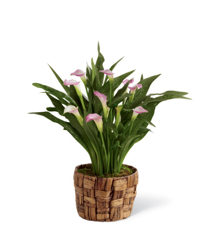 The FTD® Calla Lily Planter