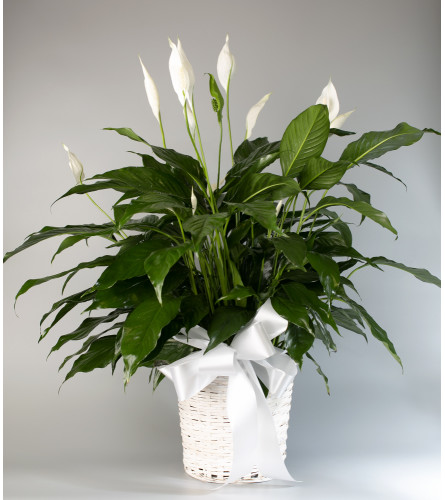 Seithel's Peace Lily in White Basket