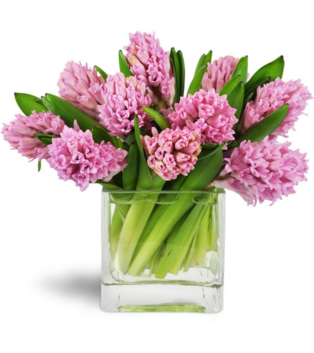 Sweet Pink Hyacinth™