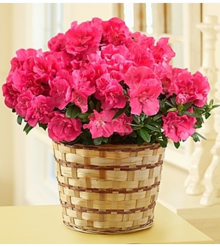 Azalea Plant - La Porte, TX Florist