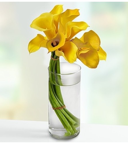 Captivating Calla Lilies™