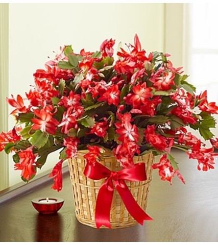 6" Christmas Cactus in Basket