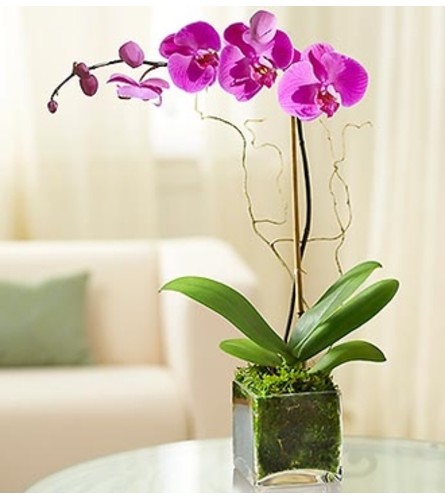 Elegant Orchid