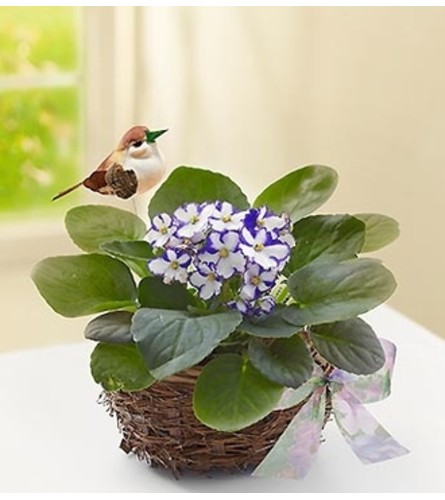 Violet Plant in Birds Nest