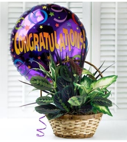 Congratulations Dish Garden with Balloon