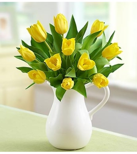 Yellow Tulips in Pitcher