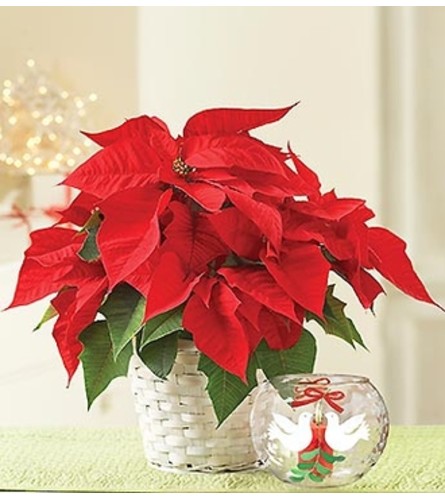 Poinsettia Plant with Votive