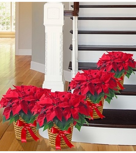 Poinsettia Package - Four